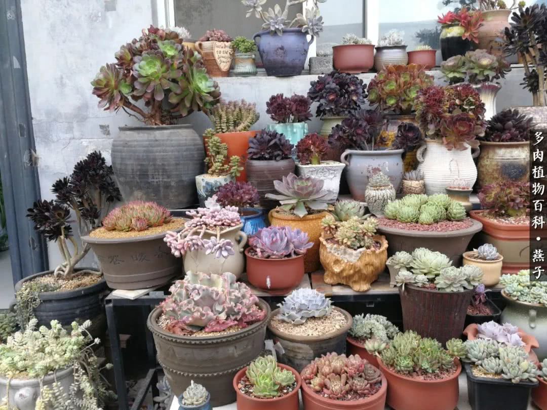 多肉法师什么季节摘心最好,多肉法师全锦好吗