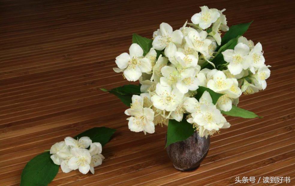 各种花的寓意及花语代表爱,黄玫瑰代表着哪些花语和寓意