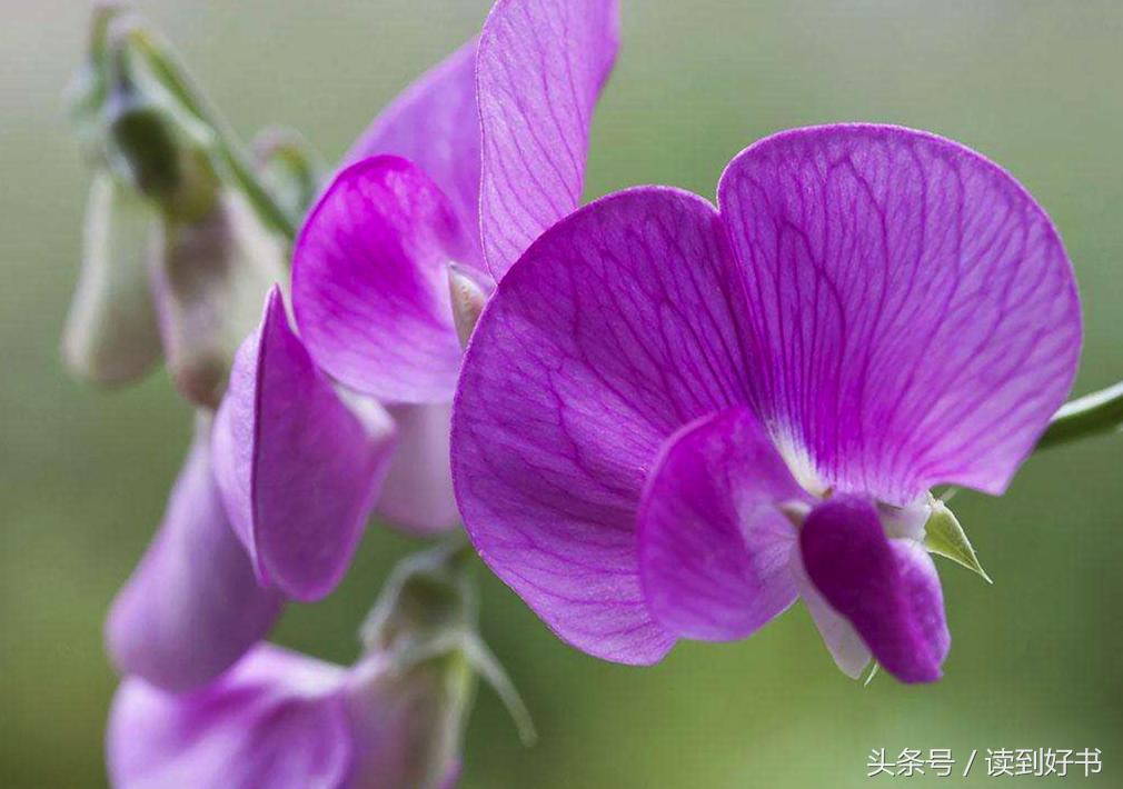 各种花的寓意及花语代表爱,黄玫瑰代表着哪些花语和寓意