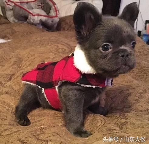 长毛法斗,长毛法斗叫啥名字