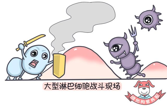 大麦若叶青汁可以清肠吗,足贴真的排毒减肥吗