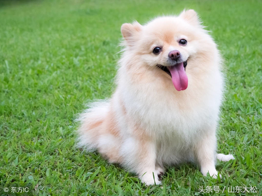 狗狗的十个冷知识,99%的宠主不知道的30个狗狗冷知识