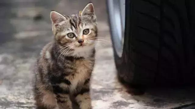 幼猫丢了找回来的巧方法,猫咪丢了怎么办怎么报警