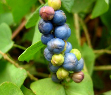 农村一种身上带刺常伤人恶草，农民看到就拔掉，殊不知可治蛇伤