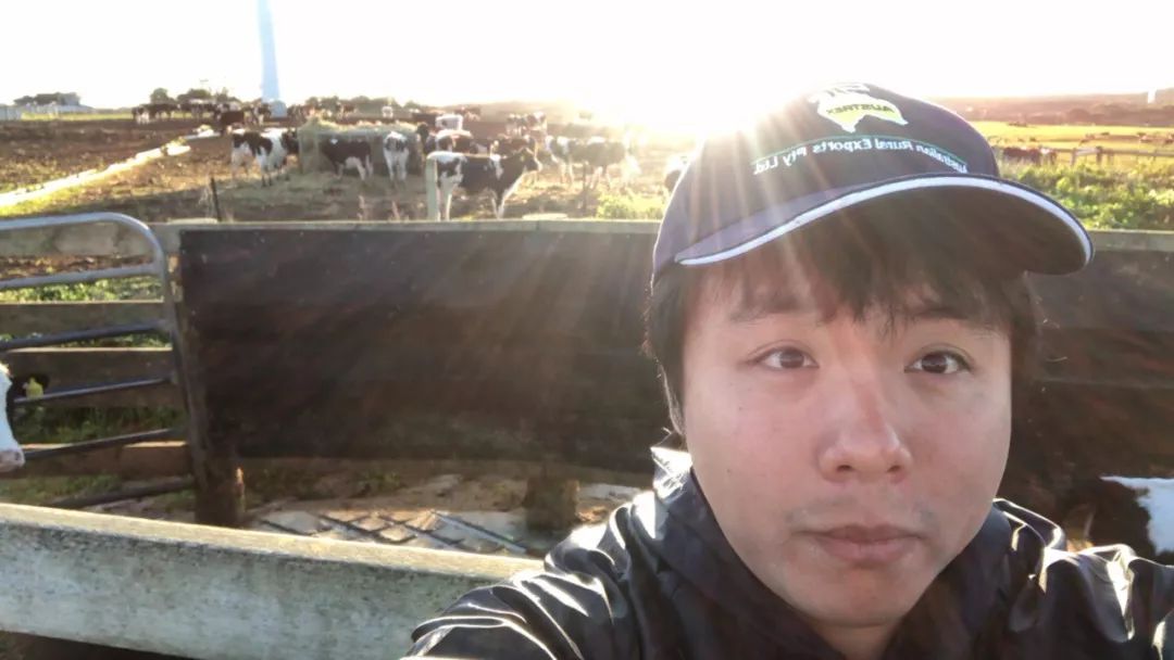 7000头“澳妞儿”登陆天津港创2018荷斯坦奶牛单批进口之最