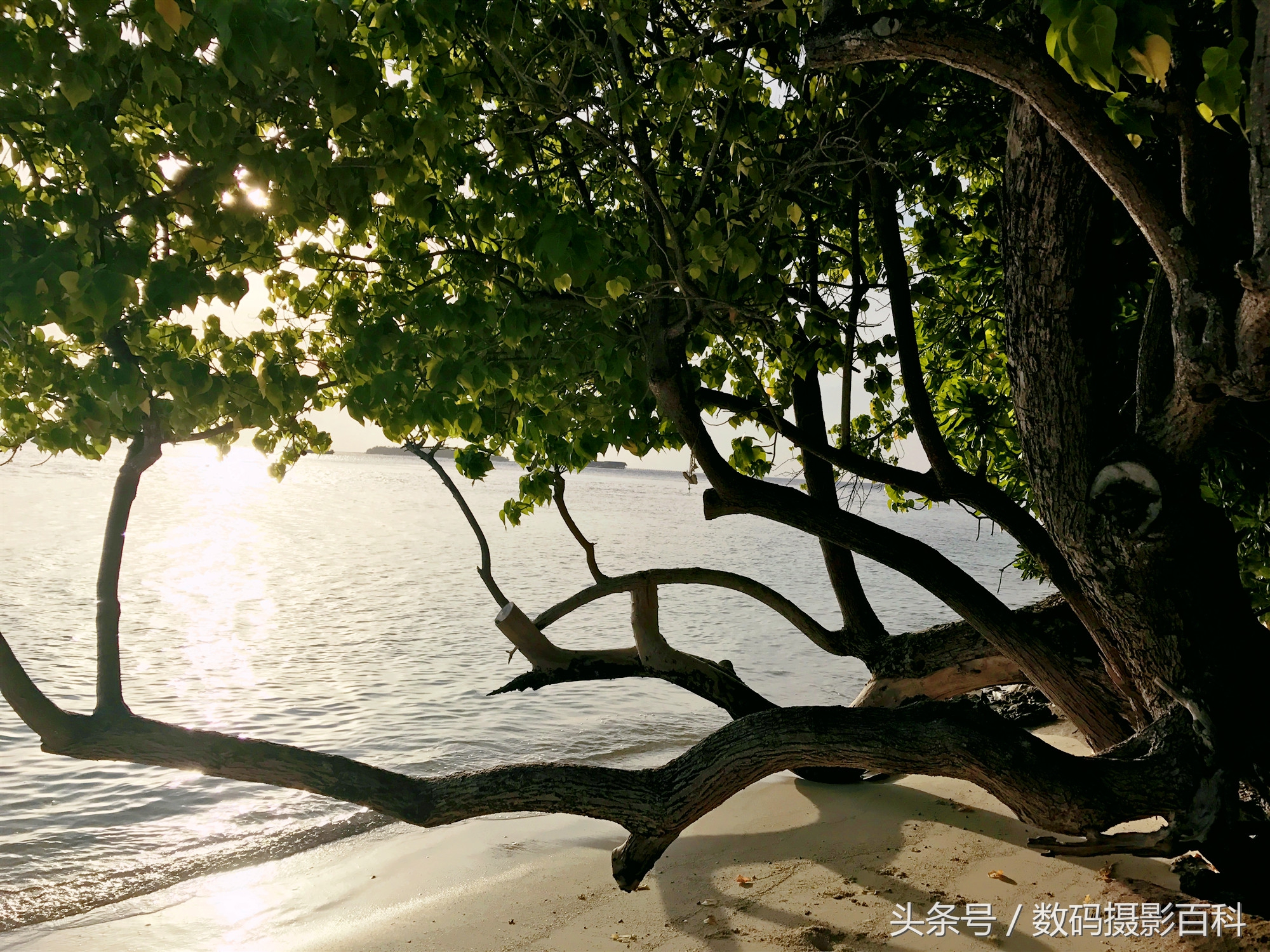 马尔代夫贫民海岛——入乡随俗，与印度夫妇有个约定