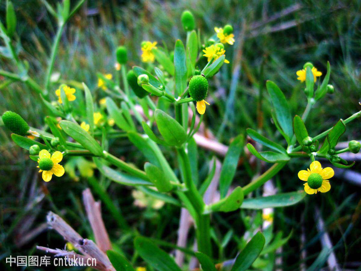 中药石龙芮的功效与别名,石龙芮能吃吗