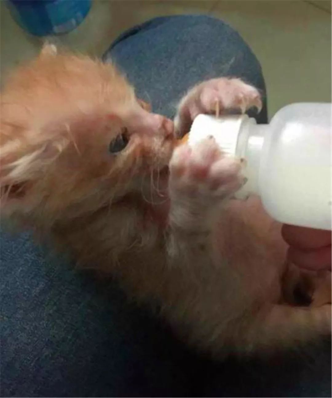 橘猫濒死前遇到善良学生，“偷渡”进寝室后，共同努力下救活猫咪