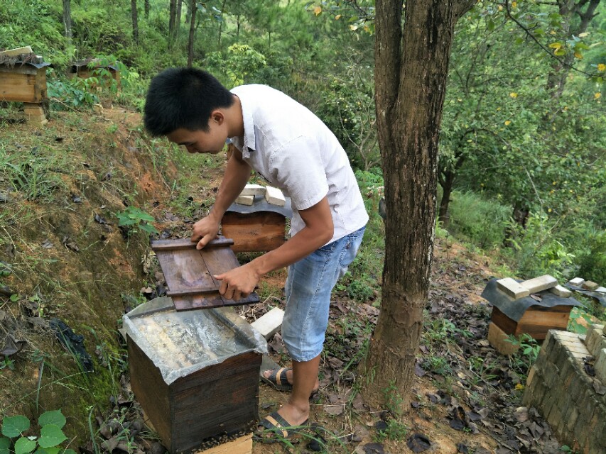 养蜂人养蜜蜂的绝招,养蜜蜂技术全套