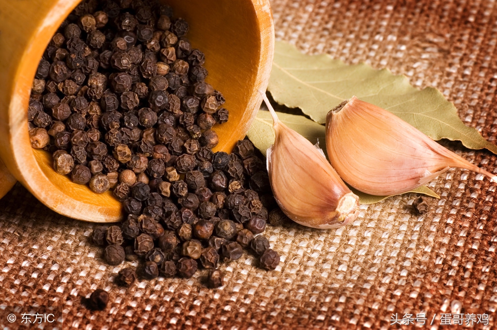 养鸡秘诀：养鸡人必备十个家禽感冒的良方，收藏扩散