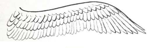 工笔禽鸟技法视频,工笔鸟翅膀画法