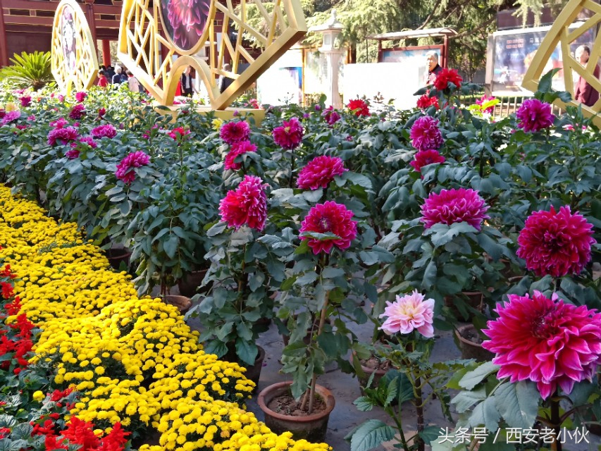 西安兴庆公园合唱团直播,西安兴庆公园歌手