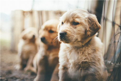 狗狗不喝水会得尿结石吗,狗狗尿结石不爱喝水怎么回事