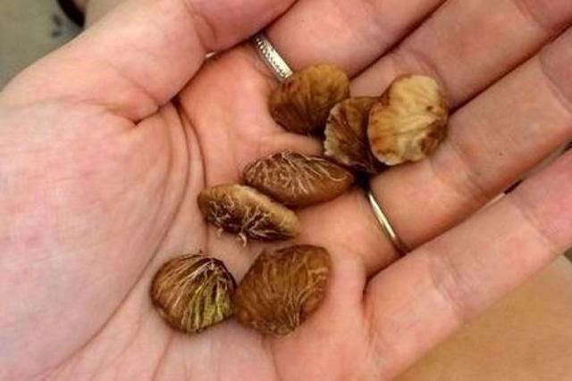 35一斤的大山竹，吃完了“核”扔花盆里，就算不结，赏个叶也行