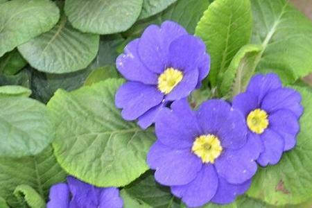 报春花小苗什么时候长大开花,盆栽报春花的养护方法