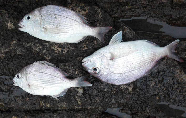 海钓最大的收获,海钓过足瘾