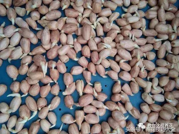 盆栽花生的变化,最好看的盆栽花生