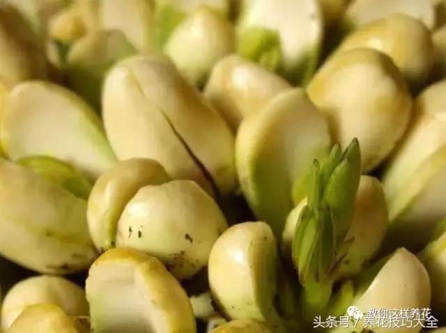 盆栽花生的变化,最好看的盆栽花生