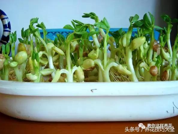 盆栽花生的变化,最好看的盆栽花生