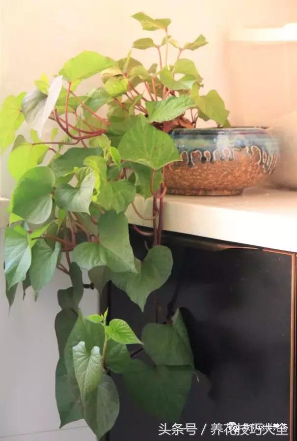 盆栽花生的变化,最好看的盆栽花生