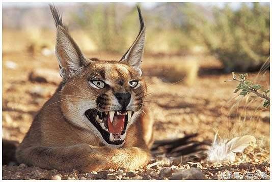 猫女和黑寡妇谁厉害,猫界天花板三大最强战力