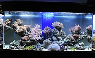 鱼缸外壁有水碱痕迹清洗方法,清洗鱼缸青苔的妙招