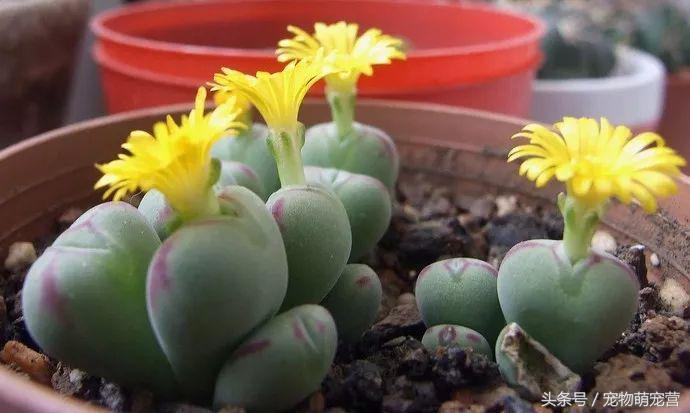 切记这几种食物不宜久放于冰箱,30种狗狗不能吃的食物喂狗误区