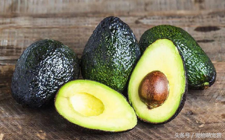 切记这几种食物不宜久放于冰箱,30种狗狗不能吃的食物喂狗误区