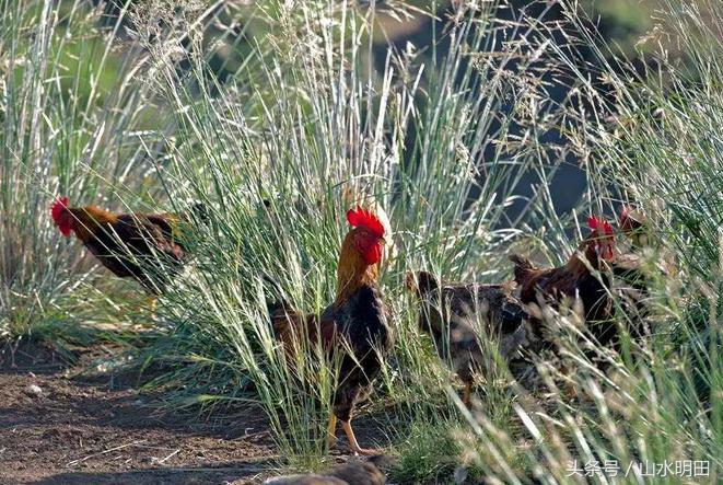 散养红玉鸡技术,红玉鸡散养方法