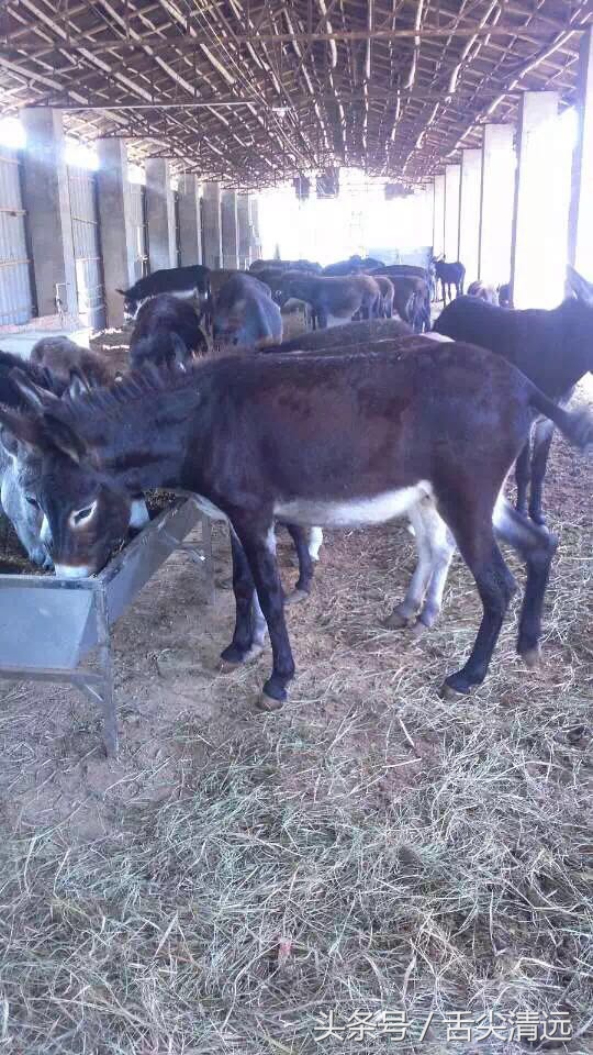 记得暴龙哥那两只驴仔吗?来清远了,人们都到这排队宠幸,爆场!