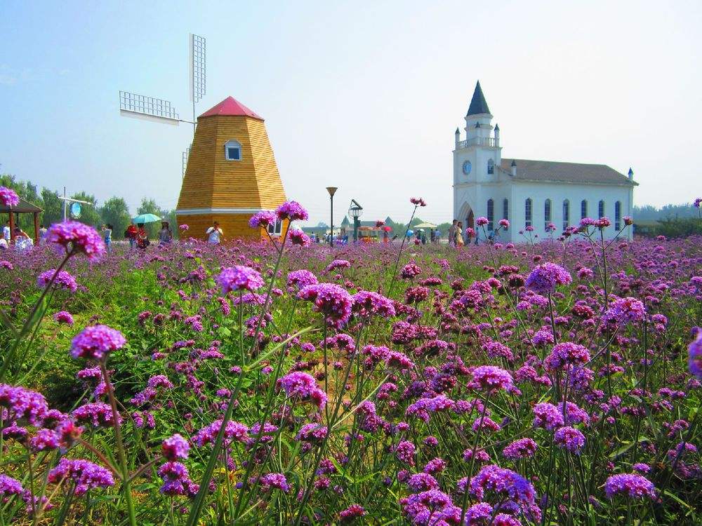 最美薰衣草庄园,北京薰衣草花海