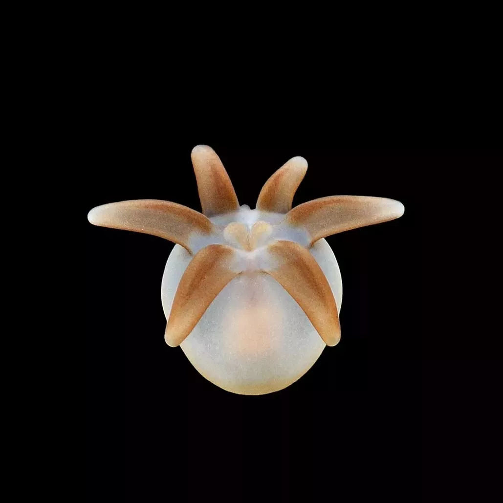 海洋探秘资料,海洋探秘鲨鱼