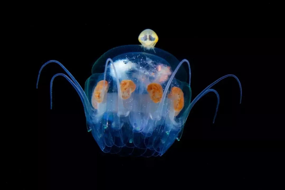 海洋探秘资料,海洋探秘鲨鱼