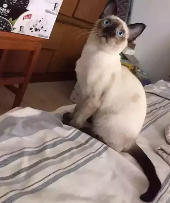 暹罗怎么不变白,暹罗变黑变不回来怎么办