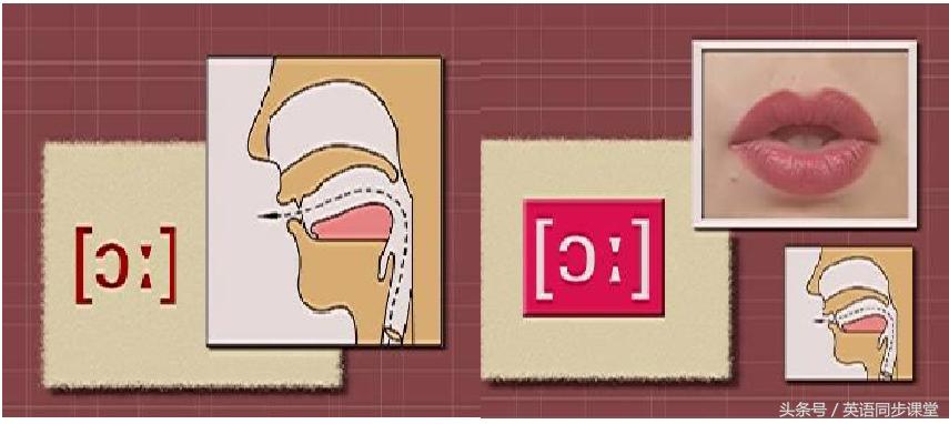 48个国际音标前元音中元音后元音,国际音标后元音的标准读法