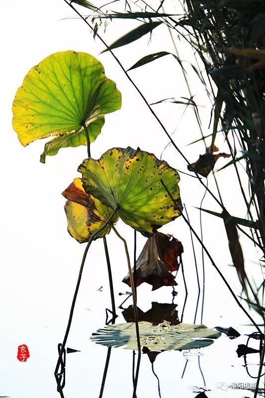 淮阳龙湖荷花盛景照片及描写,淮阳龙湖荷塘