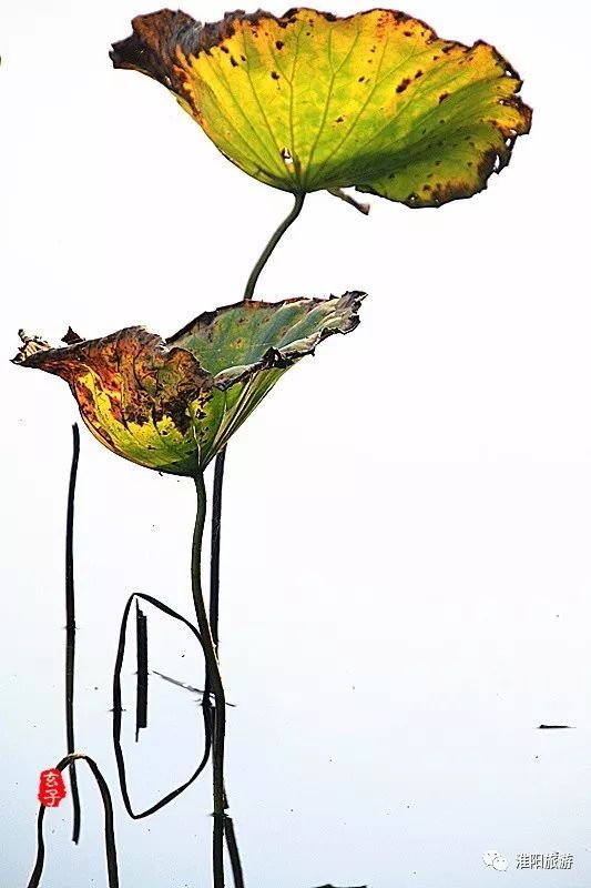 淮阳龙湖荷花盛景照片及描写,淮阳龙湖荷塘