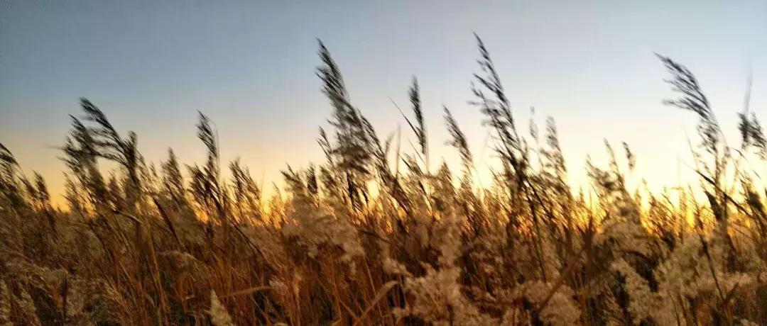 散文深秋的感悟,散文深秋时光