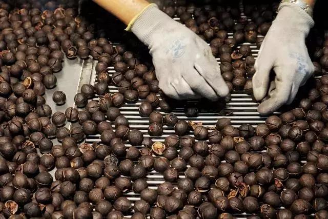 手剥山核桃制作过程,自制山核桃步骤