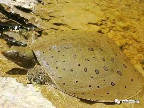 人工饲养的甲鱼野外能存活么,乌龟与小甲鱼能在一起饲养吗