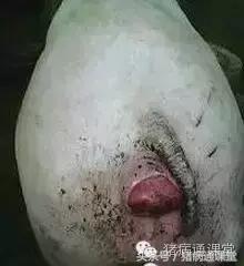 未产仔的母猪子宫脱出怎么办,母猪子宫脱垂