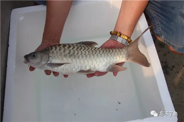 鱼怎么才能知道真假,如何分辨真假白鱼