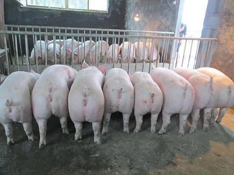 十月份玉米能不能涨价,玉米一年中哪个月最容易涨价