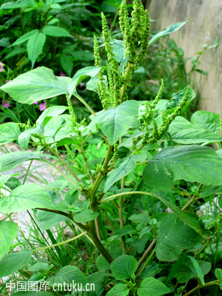 中药苋白,中草药空心苋