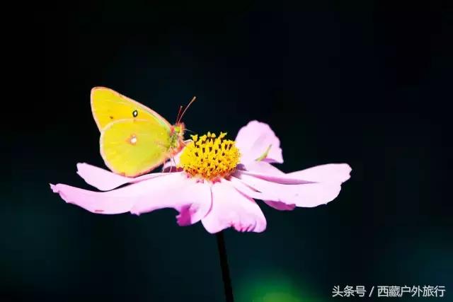 拉萨旅游攻略必去景点大全,拉萨旅游景点推荐及攻略