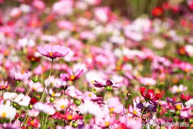 拉萨林芝旅游攻略最新四天三夜,拉萨旅游攻略超详细