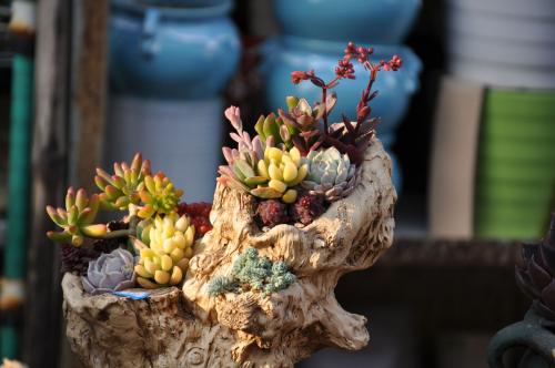 从新手小白到多肉达人,从小白到大神蜕变