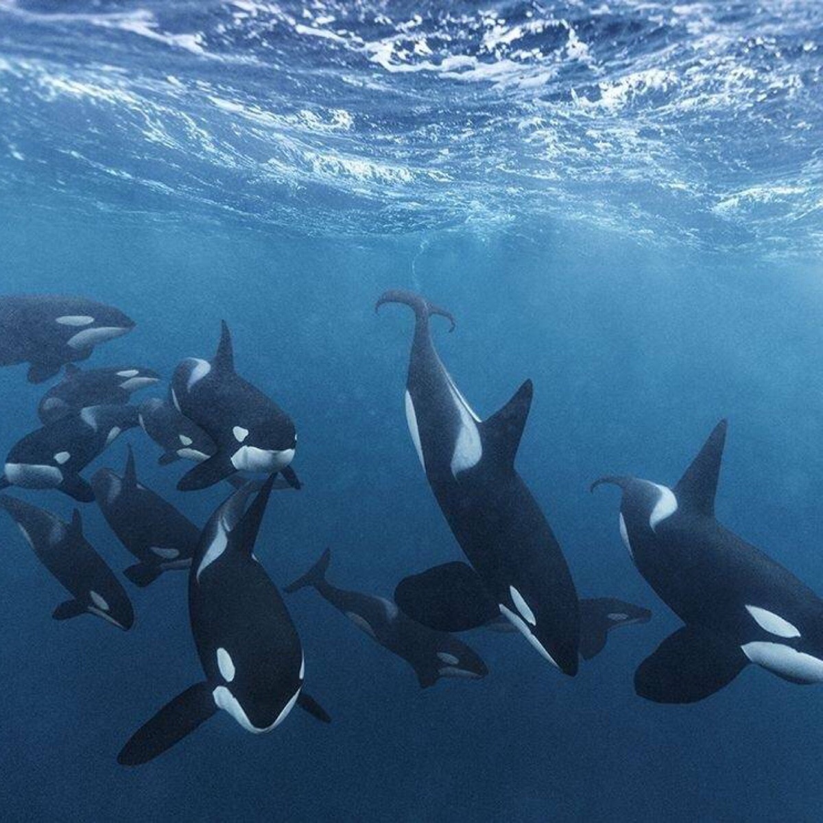 微信相册封面有趣沙雕,微信相册封面有什么讲究吗