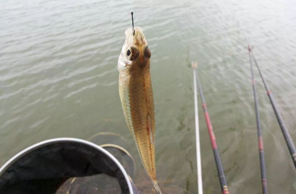 正宗紫苏腊鱼的做法,香辣紫苏腊鱼块的做法