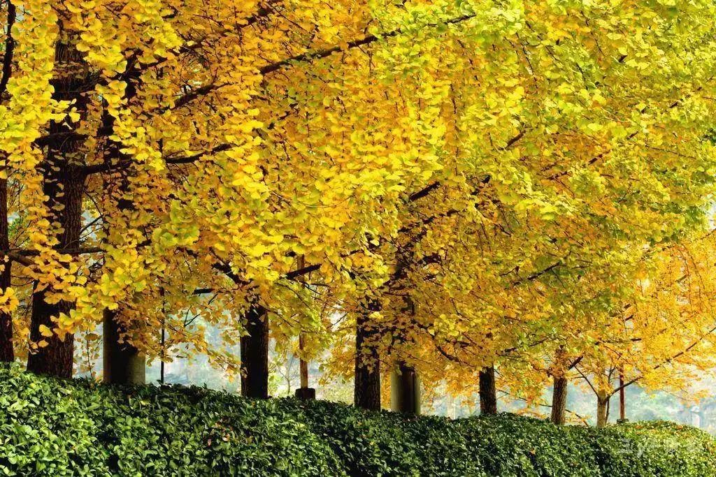 秋在广东很珍贵，若不细心寻找，它便静静地离开了